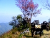 PHUCHEEFAH_DSCF1420_resize.JPG