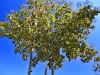 pai_MG_3374