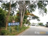 kaengkrachan__MG_3731.JPG