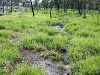 chaiyaphum_MG_8726