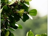 surin_IMG_1744.JPG