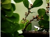 surin_IMG_1746.JPG