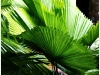 surin_IMG_1765.JPG