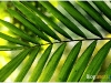 surin_IMG_1775.JPG