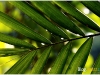 surin_IMG_1784.JPG