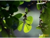 surin_IMG_1792.JPG