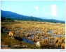 lao_DSCF5854.JPG