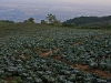 phutubberk_MG_2427