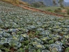 phutubberk_MG_2448