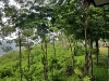 suanmuangporn_MG_8475