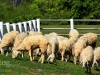 swissvalley_MG_7393_1