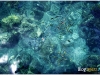 surin_IMG_1451.JPG
