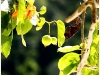 surin_IMG_1527.JPG