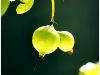 surin_IMG_1538.JPG