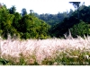 chiangraiDSCF2160.JPG