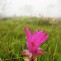 chaiyaphum_MG_8067