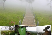 พาแม่เที่ยว:ฝนช่ำๆหมอกหนาๆ พาไปชมดอกกระเจียวที่ชัยภูมิ