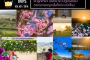 พาลูกเที่ยว เชียงราย ไปดูแหล่งชมดอกนางพญาเสือโคร่งแห่งใหม่