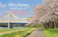 พาไปชม Cherry Blossom ซากุระที่ภูมิภาคโทโฮคุ อย่าพลาดกันนะ