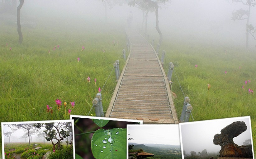 พาแม่เที่ยว:ฝนช่ำๆหมอกหนาๆ พาไปชมดอกกระเจียวที่ชัยภูมิ
