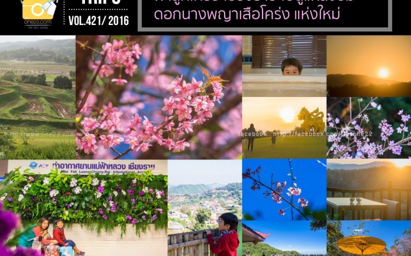 พาลูกเที่ยว เชียงราย ไปดูแหล่งชมดอกนางพญาเสือโคร่งแห่งใหม่