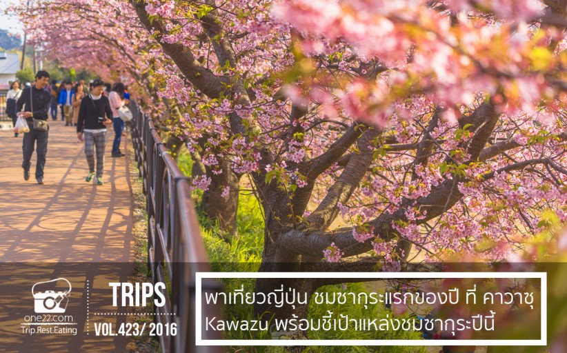 รีวิวพาชมซากุระแรกของปีที่ คาวาซุ Kawazu พร้อมชี้เป้าปีนี้