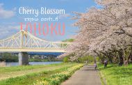 พาไปชม Cherry Blossom ซากุระที่ภูมิภาคโทโฮคุ อย่าพลาดกันนะ