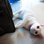 IMG_6710