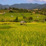 chiangmai12-5572