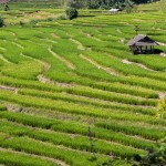 chiangmai12-5639
