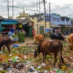 india-7561