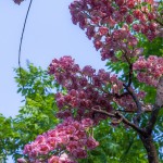 nan-3867