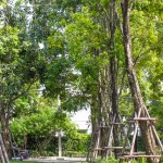 pruklada_bangna-6243