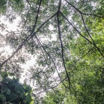 pruklada_bangna-6261