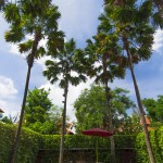 siripanna-6392