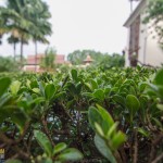 siripanna-6783