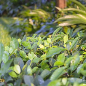 ravindra_pattaya-8074