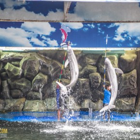ravindra_pattaya-8103