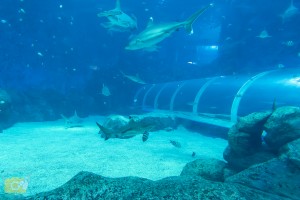 Adventure Cove Waterpark, Nokscoot, sea aquarium, Sentosa World, Singapore, ที่กิน, ที่พัก, ที่เที่ยว, ที่เที่ยวครอบครัว, รีวิว universal studios, สิงคโปร์, เกาะเซ็นโตซ่า,Hardrock Hotel Singapore