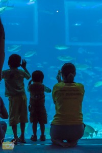 Adventure Cove Waterpark, Nokscoot, sea aquarium, Sentosa World, Singapore, ที่กิน, ที่พัก, ที่เที่ยว, ที่เที่ยวครอบครัว, รีวิว universal studios, สิงคโปร์, เกาะเซ็นโตซ่า,Hardrock Hotel Singapore