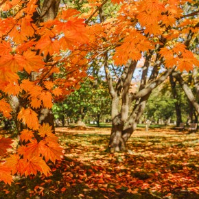 japan_autumn_2015-7514