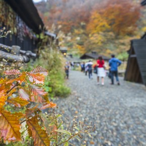 japan_autumn_2015-8037
