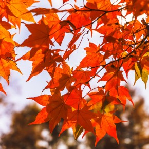 japan_autumn_2015-5502