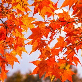 japan_autumn_2015-5504