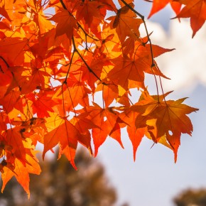 japan_autumn_2015-5509