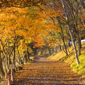 japan_autumn_2015-5811
