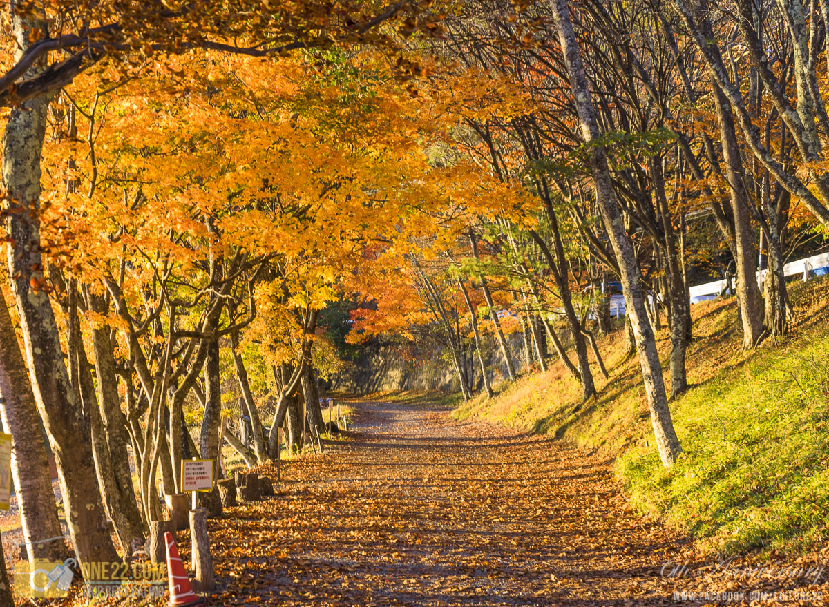 13 วัน 5 จังหวัด 1,300 กิโลเมตรขับรถไล่ล่าใบไม้เปลี่ยนสี Japan,ทริปใบไม้แดง,autumn,NIKKO,เรียวกัง,Aomori,Hirosaki Park,AKITA,NYUTO ONSEN, MIYAGI,KAWASAKI,Kuroyu Onsen,Tsurunoyu Onsen