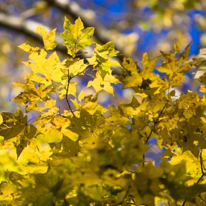 japan_autumn_2015-6920