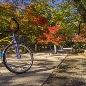 japan_autumn_2015-7307