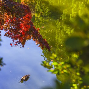 japan_autumn_2015-7328